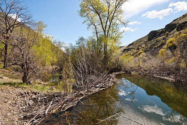 Beaver Dam on Umtanum Creek East of the Cascade Mountains, Washington’s climate is arid and the terrain is desert-like. Summertime temperatures can exceed 100 degrees Fahrenheit in regions such as the Yakima Valley and the Columbia River Plateau. This is an area of rolling hills and flatlands. During the last Ice Age, 18,000 to 13,000 years ago, floods flowed across this land, causing massive erosion and leaving carved basalt canyons, waterfalls and coulees known as the Channeled Scablands. This scene of a beaver dam on Umtanum Creek was photographed in the L. T. Murray State Wildlife Recreation Area between Ellensburg and Yakima, Washington State, USA. jeff goulden washington state desert stock pictures, royalty-free photos & images