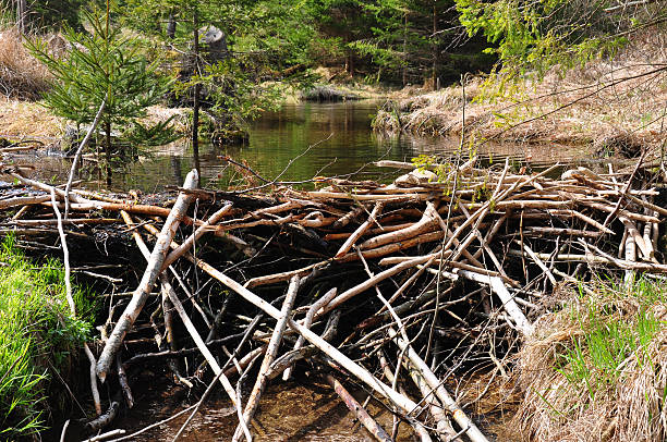 Beaver dam stock photo
