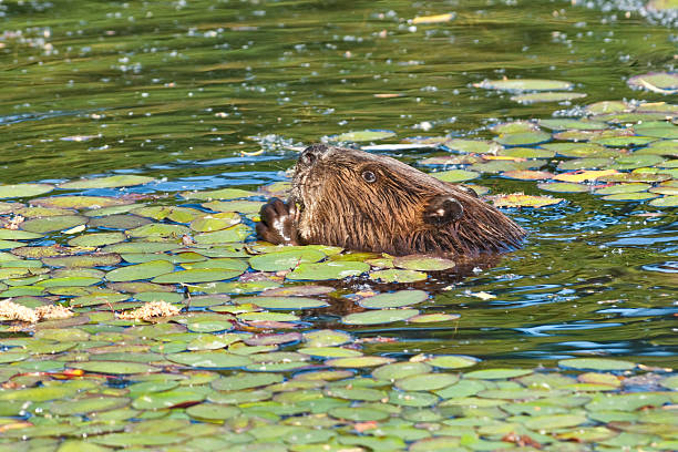 Beaver Feeding in a Pond The North American Beaver (Castor canadensis) is the second-largest rodent in the world. It is a primarily nocturnal, semiaquatic animal known for creating ponds by building dams. They also build canals and the lodges that they live in. This beaver was photographed while feeding in a pond at the Nisqually National Wildlife Refuge near Olympia, Washington State, USA. jeff goulden national wildlife refuge stock pictures, royalty-free photos & images