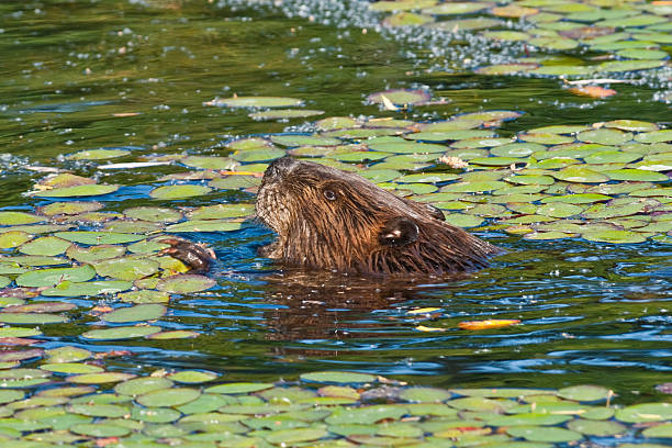 Beaver Feeding in a Pond The North American Beaver (Castor canadensis) is the second-largest rodent in the world. It is a primarily nocturnal, semiaquatic animal known for creating ponds by building dams. They also build canals and the lodges that they live in. This beaver was photographed while feeding in a pond at the Nisqually National Wildlife Refuge near Olympia, Washington State, USA. jeff goulden pacific ocean stock pictures, royalty-free photos & images