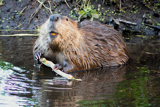 Beaver in the Tetons stock photo