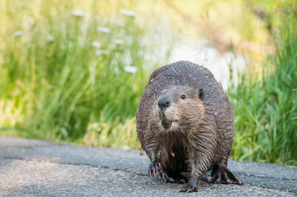 Beaver stock photo