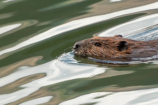 A Beaver swims across a lake stock photo