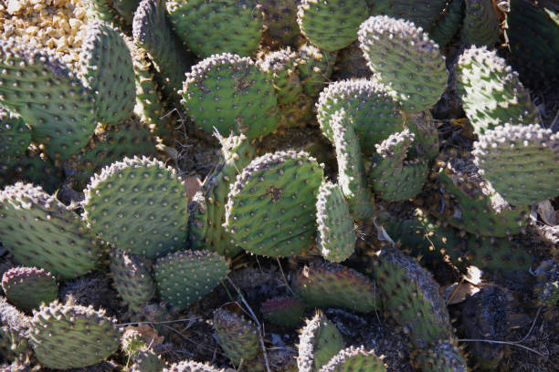 Beavertail Cactus stock photo