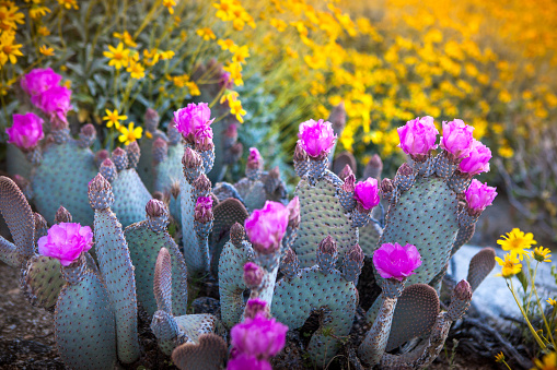 Pink flowers on cactus with background blur.