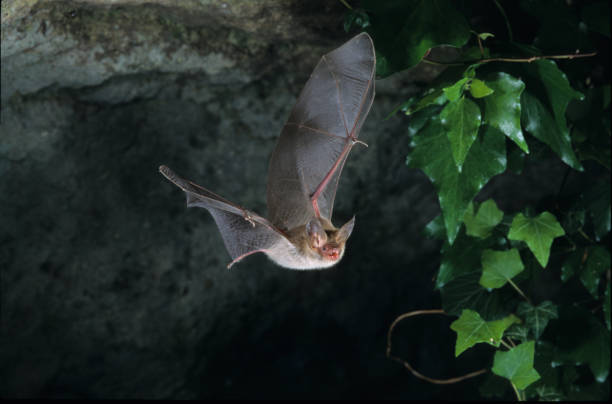 Bechstein Bat stock photo