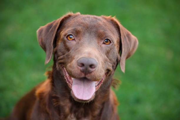 Beck Dog looking at the camera chocolate labrador stock pictures, royalty-free photos & images