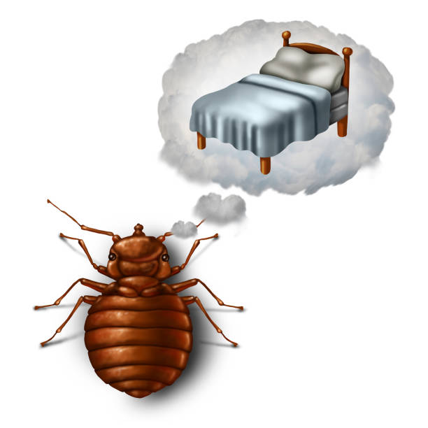 Bed Bug Dreaming Bed bug dreaming or nightmare and bedbug worry concept as a parasitic insect pest imagining in a dream bubble a pillow and sheets as a symbol and metaphor for sleeping health and hygiene in a 3D illustration style. bed bugs at night stock pictures, royalty-free photos & images