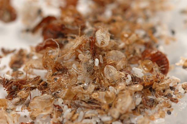 Bed bug waste1 Bed bug (Cimex lectularius) spent skins, eggs & carcasses many bed bugs stock pictures, royalty-free photos & images