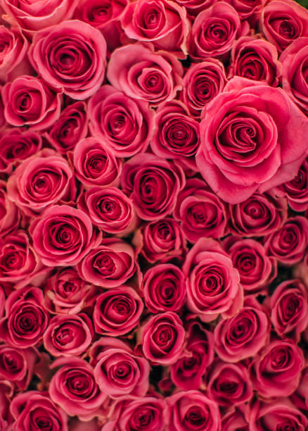 Bed of pink roses Bunch of beautiful pink roses, no people. bed of roses stock pictures, royalty-free photos & images