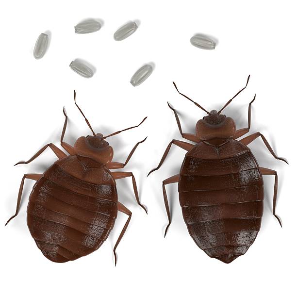 bedbug set realistic 3d render of bedbug set bed bug eggs  stock pictures, royalty-free photos & images