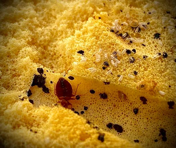 Bedbugs Bed bug infestations bed bug treatment stock pictures, royalty-free photos & images