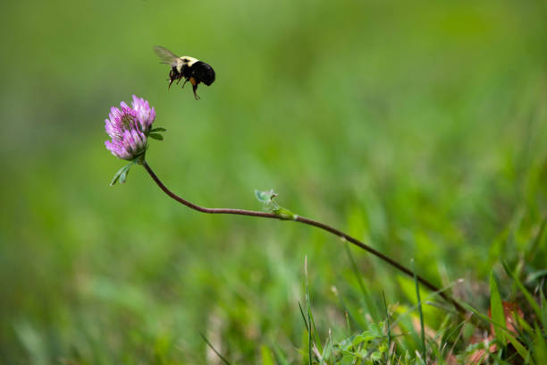 Bee and Purple Clover stock photo