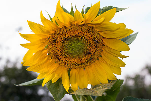 A bee collecting pollen on a flower sunflower
