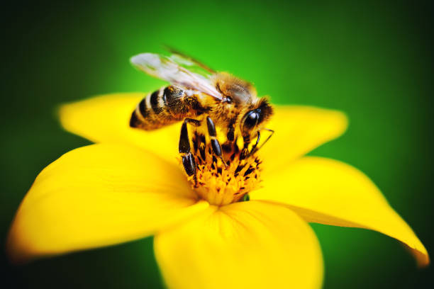 Bee Collecting Pollen stock photo