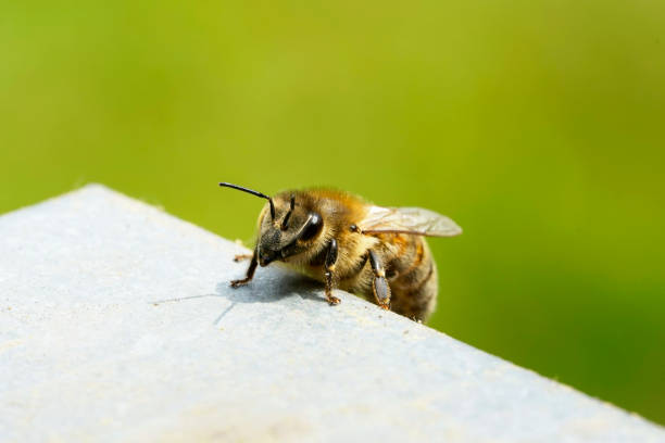 A bee crawls onto the lid of a beehive. Close up of an insect on a light underground and green background. Apis mellifera. stock photo