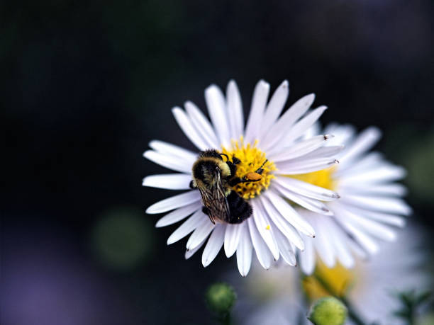 Bee gathering nectar stock photo