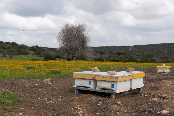 Bee hives in the wild, wild landscape in Israel stock photo