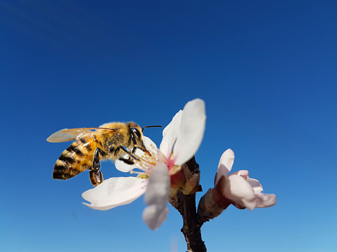bee honey almond almods tree flower background srping isolated blue sky  background