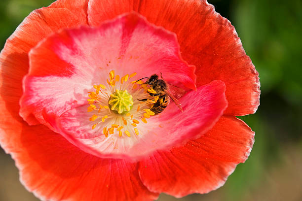 Bee in poppy flower stock photo