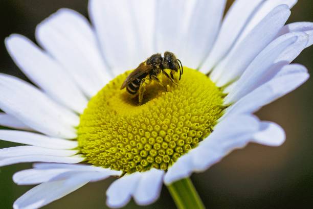 Bee on a Daisy stock photo