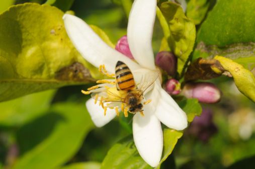 Bumblebee feeding on an orange tree flower