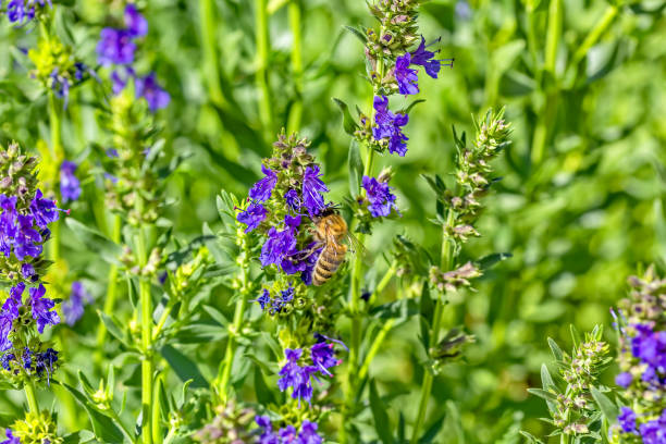 Bee on a hyssop flower in a summer garden, macro stock photo