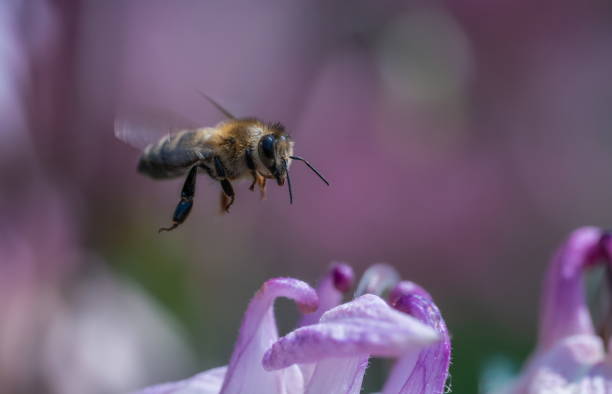 Bee on Akelei stock photo