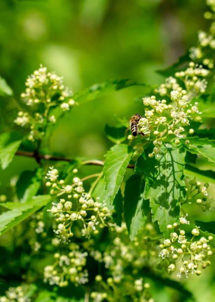 Bee on Amur Maple stock photo