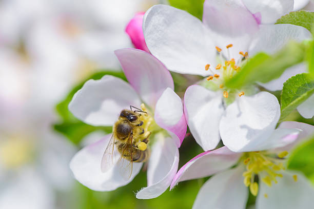 Bee on apple blossom. stock photo