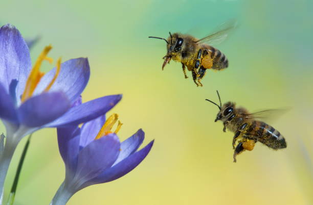Bee on Crocus stock photo