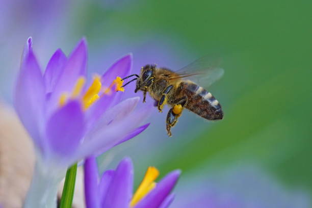 Bee on crocus stock photo