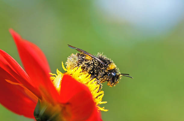 Bee on dahlia stock photo