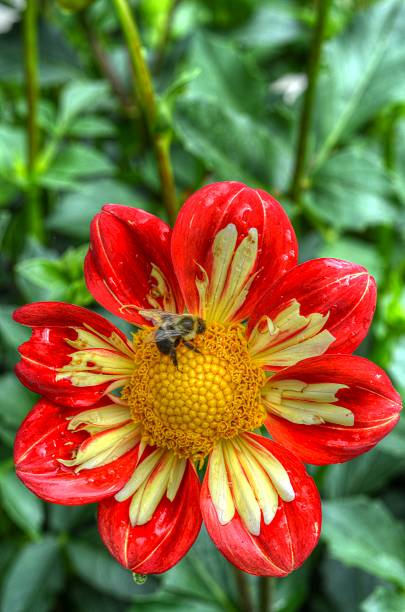 Bee On Flower stock photo