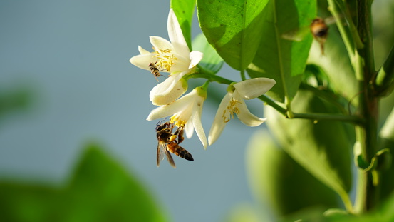 Citrus flowers with Honey bee with attractive aroma scent. Bee on citrus fruits with aroma scent.