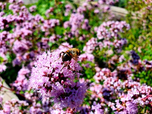 Bee on Marjoram herb stock photo