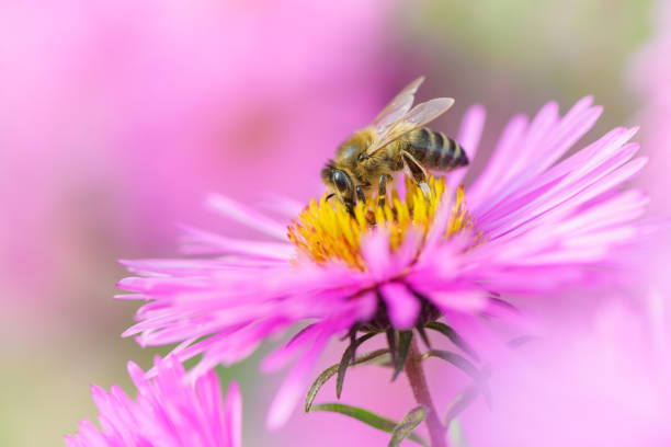 Bee on Michaelmas daisy. Beauty pastel natural background. stock photo