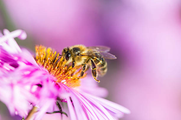 Bee on Michaelmas daisy stock photo