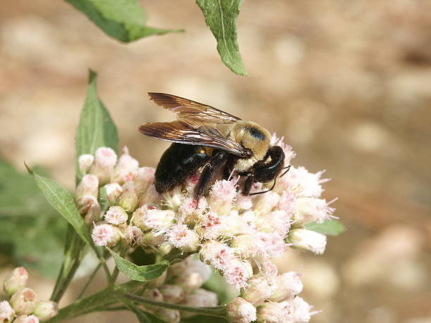 Bee on Tiny Flowers stock photo