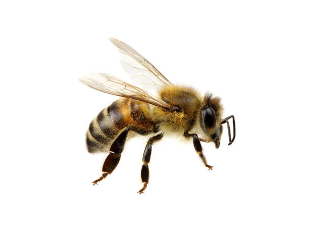 bee op wit - bijen stockfoto's en -beelden