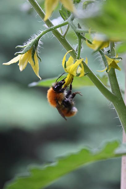 Bee on yellow flower of tomato plant in the garden stock photo