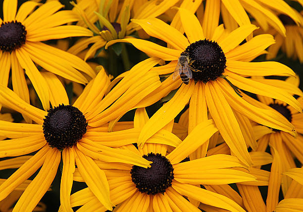 Bee on Yellow Flower stock photo