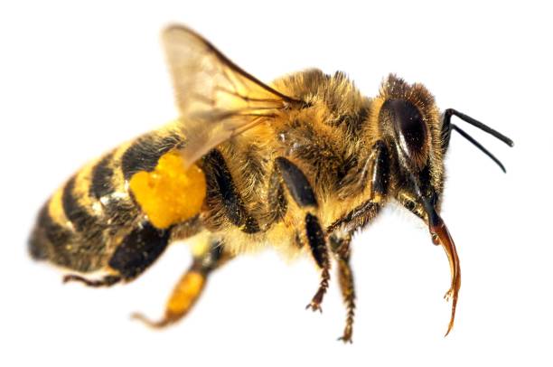 bee or honeybee, Apis Mellifera isolated on white stock photo