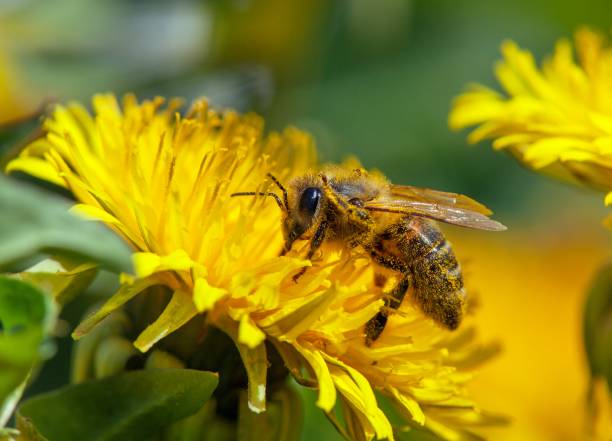 bee or honeybee in Latin Apis Mellifera on yellow flower stock photo