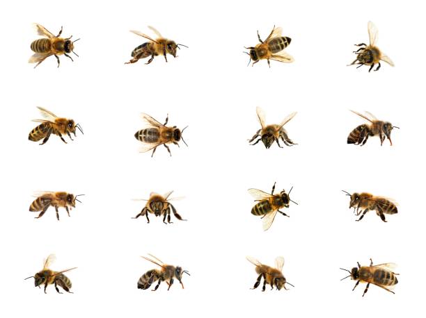 bee or honeybee isolated on the white background group of bee or honeybee in Latin Apis Mellifera, european or western honey bees isolated on the white background, golden honeybees bee stock pictures, royalty-free photos & images