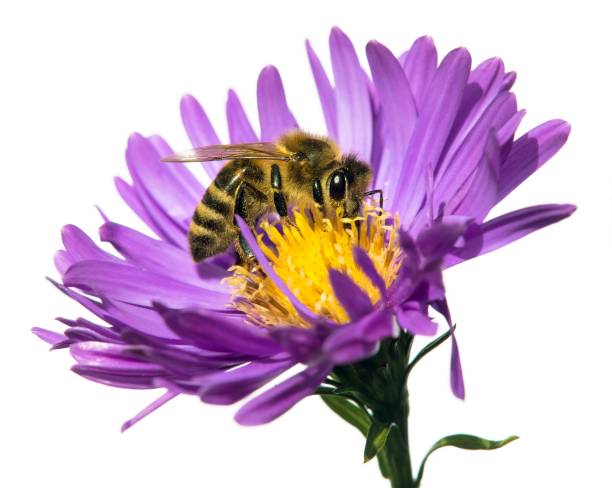 bee or honeybee on flower isolated on white stock photo