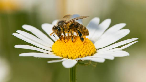 bee or honeybee on white flower of common daisy stock photo