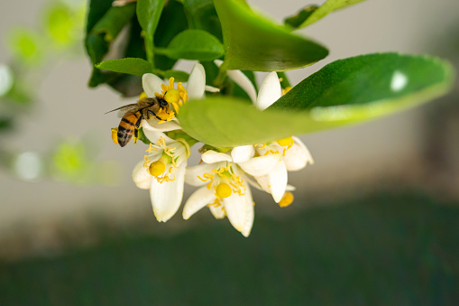 bee picking pollen on lemon flower