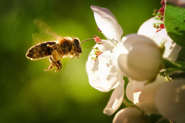 Bee Enjoy the spring! Everything is blooming and the bees are diligently flying from flower to flower. I would like to share this spring feelings with you and have taken this picture for you. bee stock pictures, royalty-free photos & images