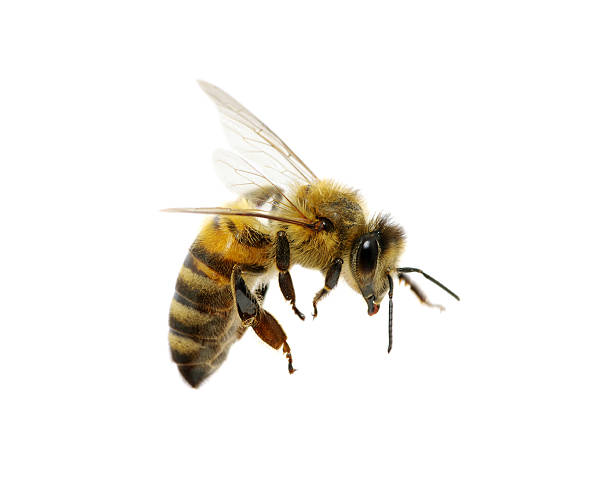 bee bee isolated on the white bee stock pictures, royalty-free photos & images